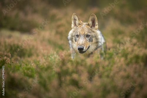 young wolf into forest