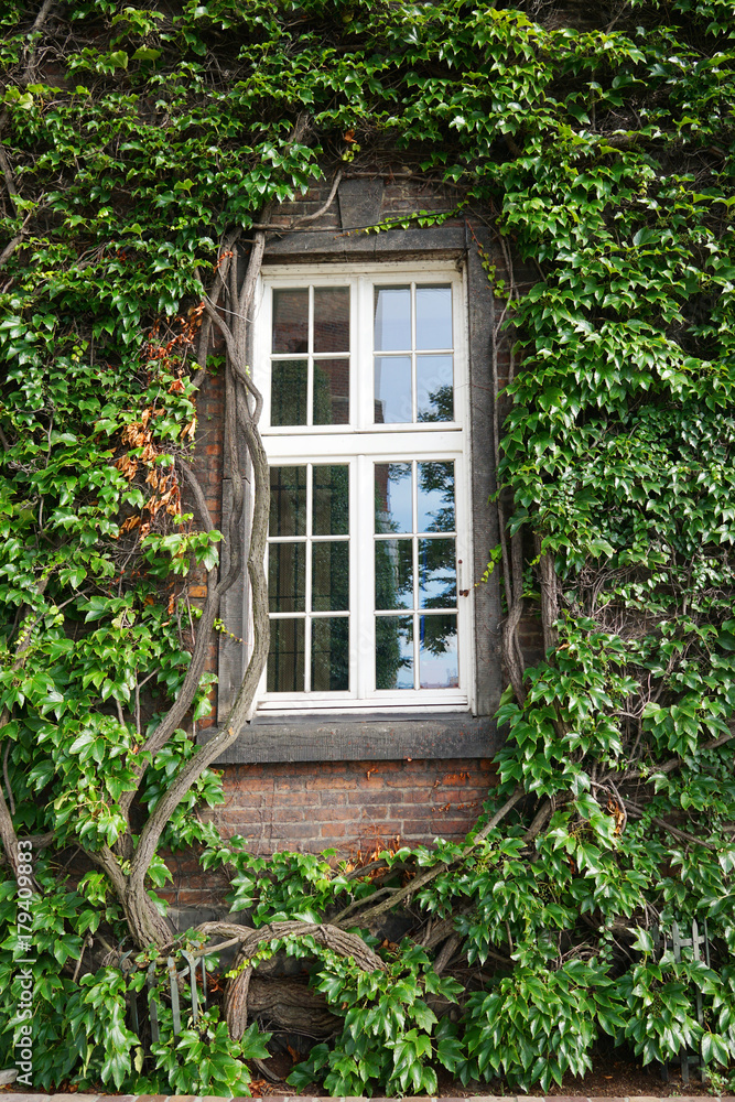 The window of the house is decorated with live green grasses curly on the wall