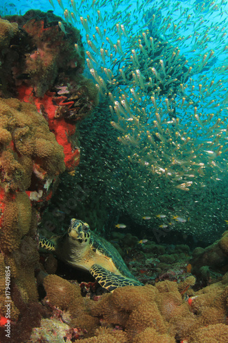 Sea Turtle underwater on coral reef