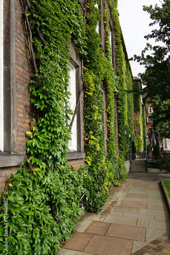 Fototapeta Naklejka Na Ścianę i Meble -  The wall of the house is decorated with curly green plants