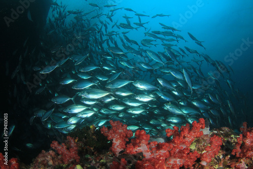 School of Trevally fish on coral reef
