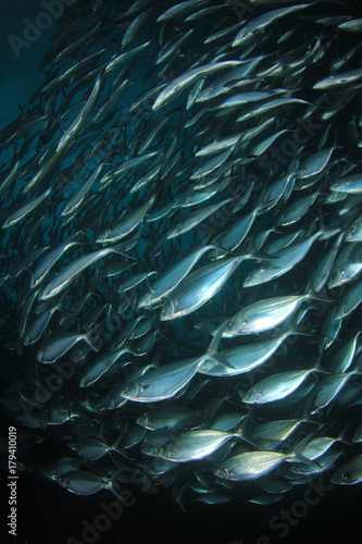 фотографія Tuna fish underwater in ocean