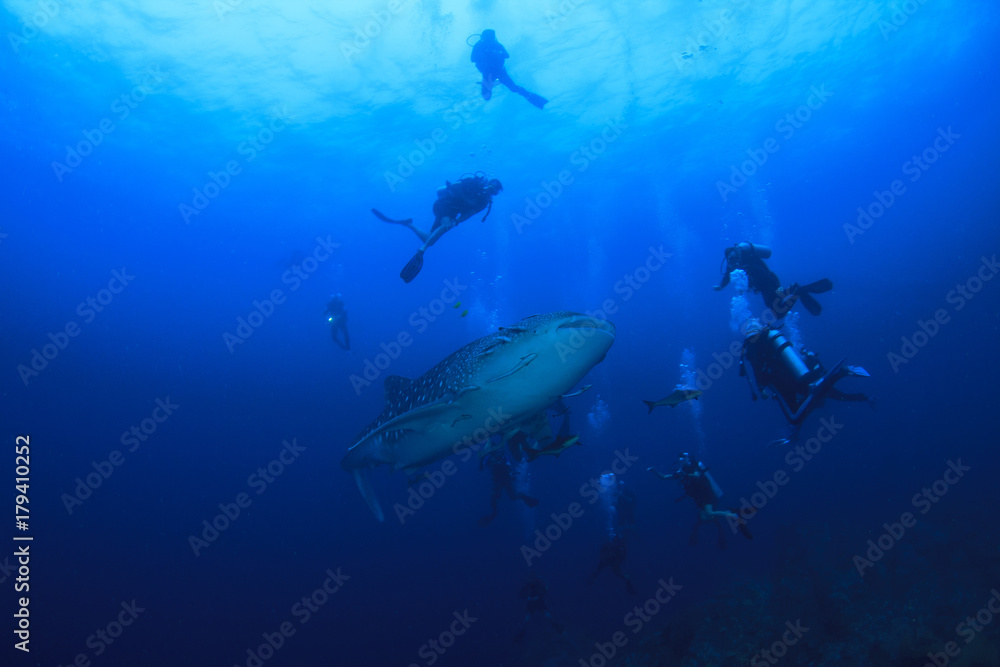 Fototapeta premium Whale Shark and scuba divers