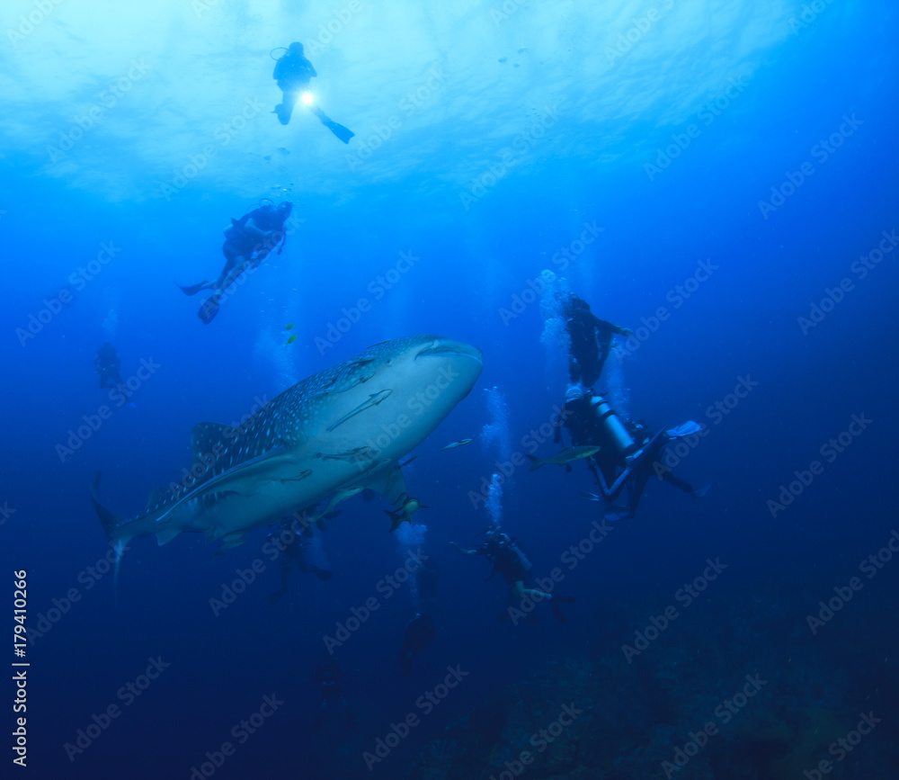Whale Shark and scuba divers Whale Shark and scuba divers