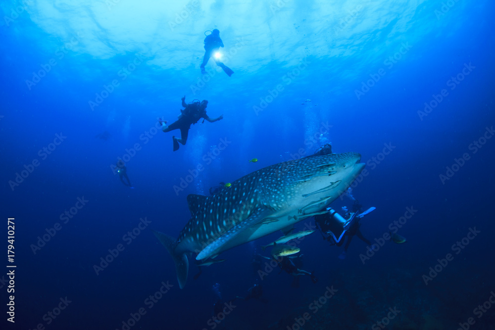 Naklejka premium Whale Shark and scuba divers