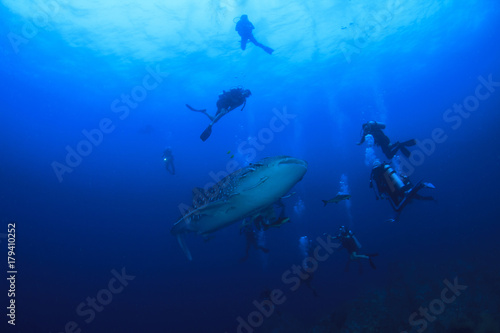 Whale Shark and scuba divers © Richard Carey