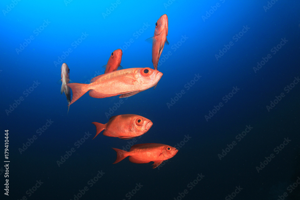 Naklejka premium Red fish blue background. Crescent tailed Bigeye fish. Red Snapper in ocean