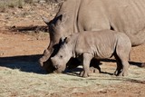 rhinocéros blanc qui mange avec son bébé