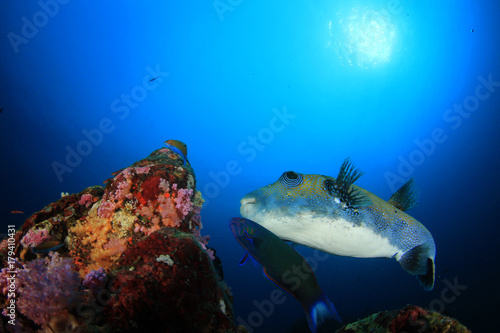 Pufferfish. Blue-spotted Puffer fish