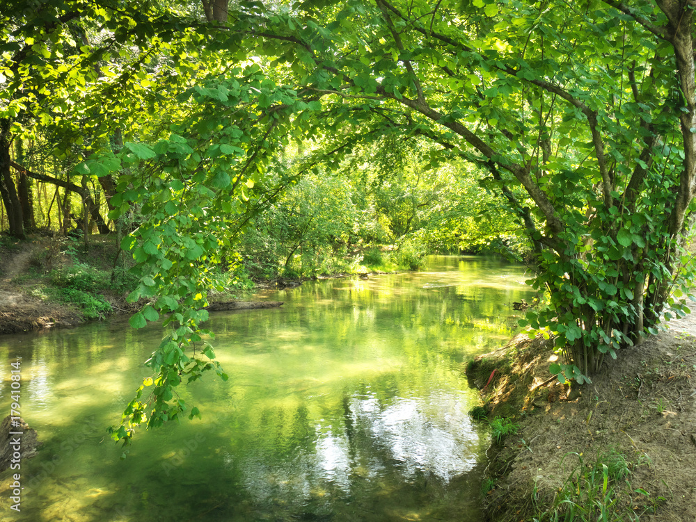 Obraz premium Forest and river.