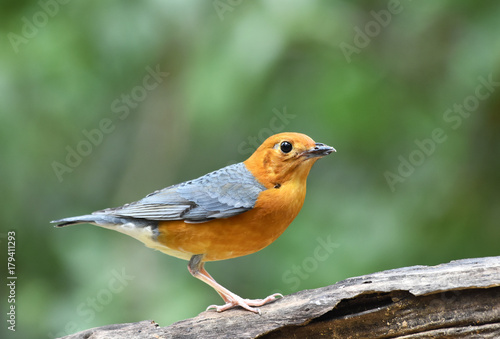 Orange-headed thrush (Geokichla citrina) beautiful orange bird with grey wings standing on the log showing its side feathers over blur background, amazing nature
