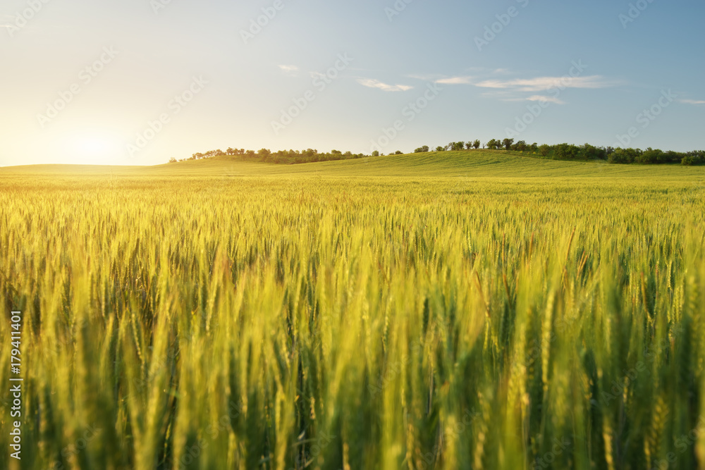 Meadow of wheat on sundown