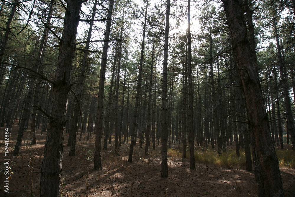 Fototapeta premium Pine Trees