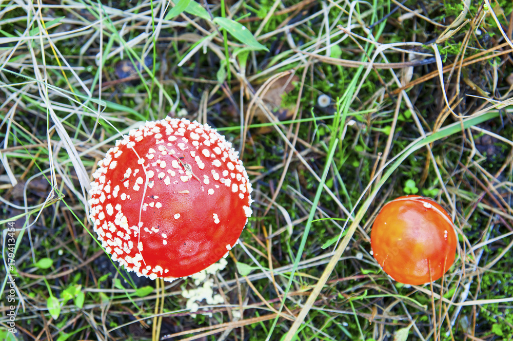 Red fly agaric mushrooms with blurred background Red fly agaric mushrooms with blurred background