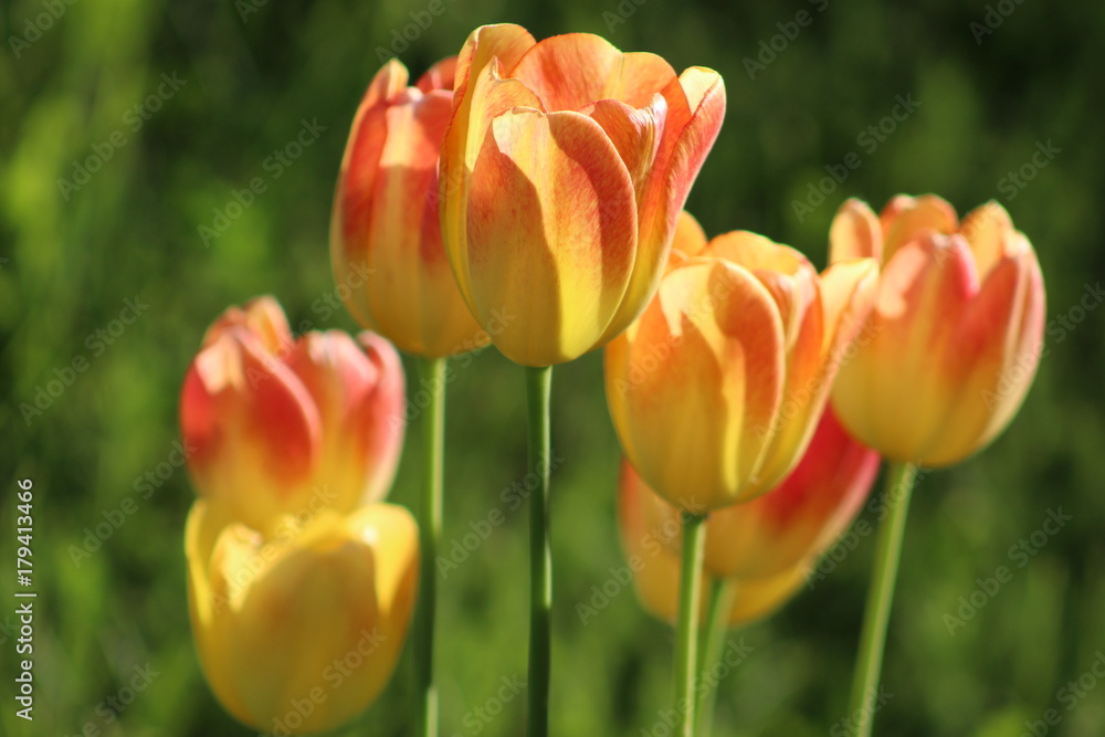 Tulips Tulips