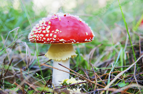 Red fly agaric mushroom in moorland