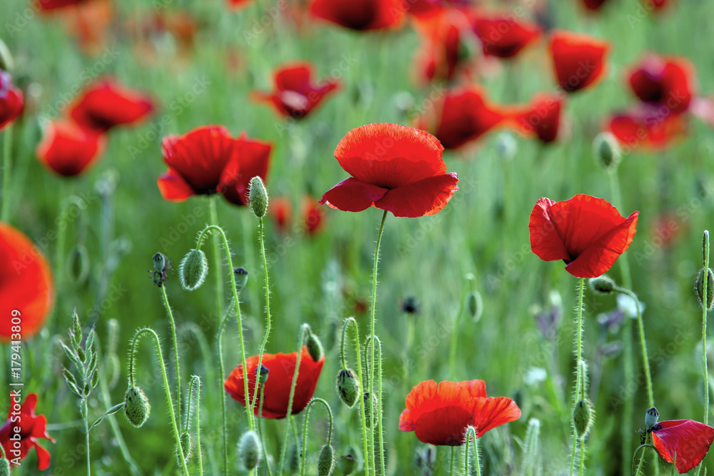 Obraz premium Poppies at sunlight