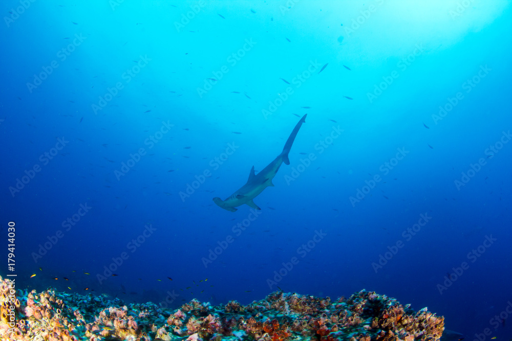 Hammerhead Shark - obrazy, fototapety, plakaty 