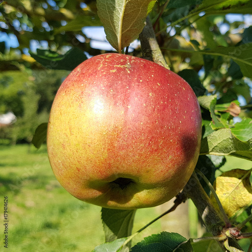 Melrose, Apfel, Malus, domestica, Alte Apfelsorte photo