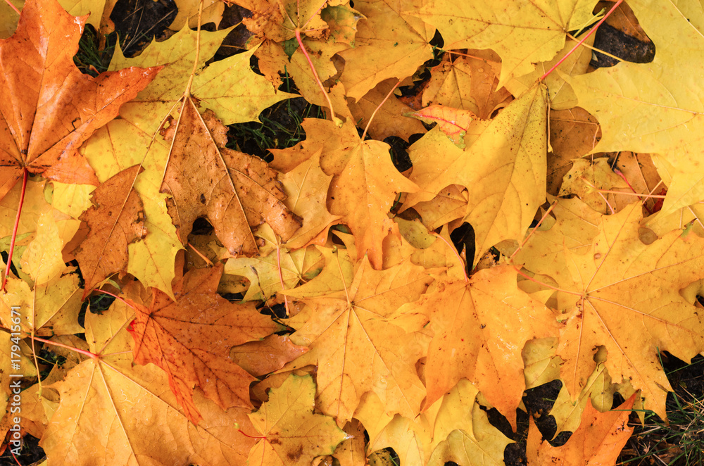 pour colorful autumn background. pour colorful autumn background.
