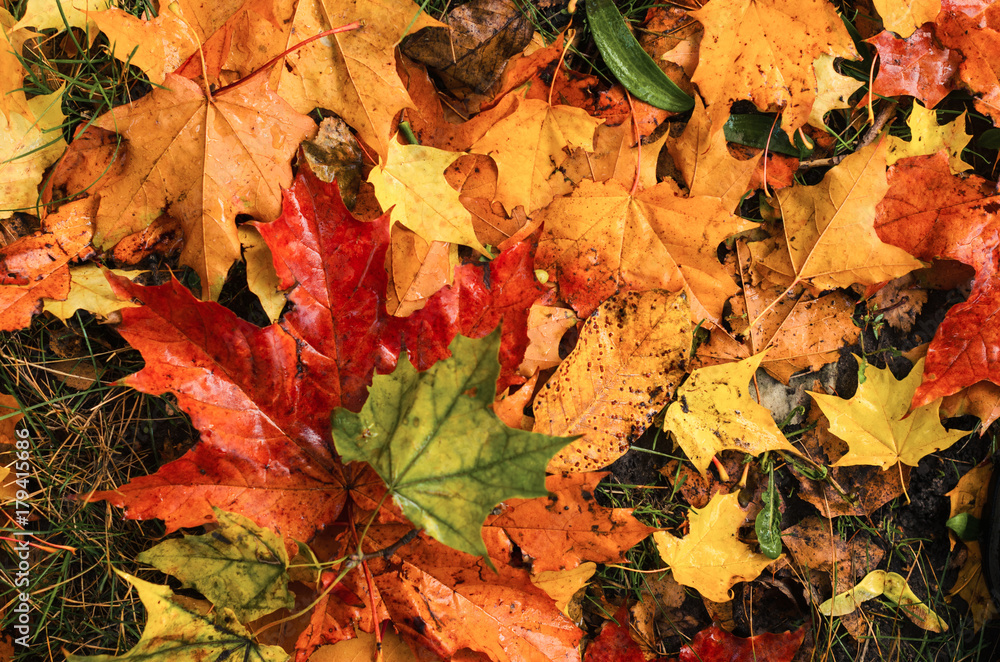pour colorful autumn background.