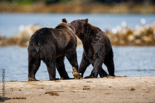 Orso grizzly della costa che pesca salmoni in Canada o Alaska