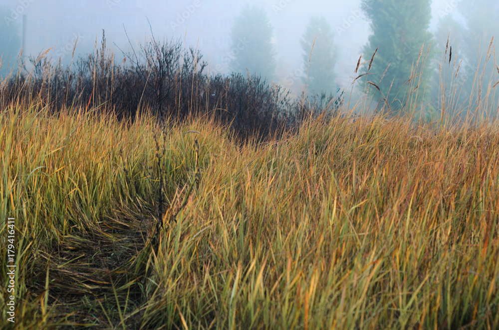 Fototapeta premium nature in autumn. the grass in the field is high. fog