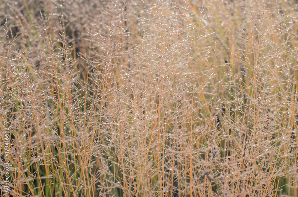 Fototapeta premium misty morning in autumn in the field. withered grass . kind of loneliness