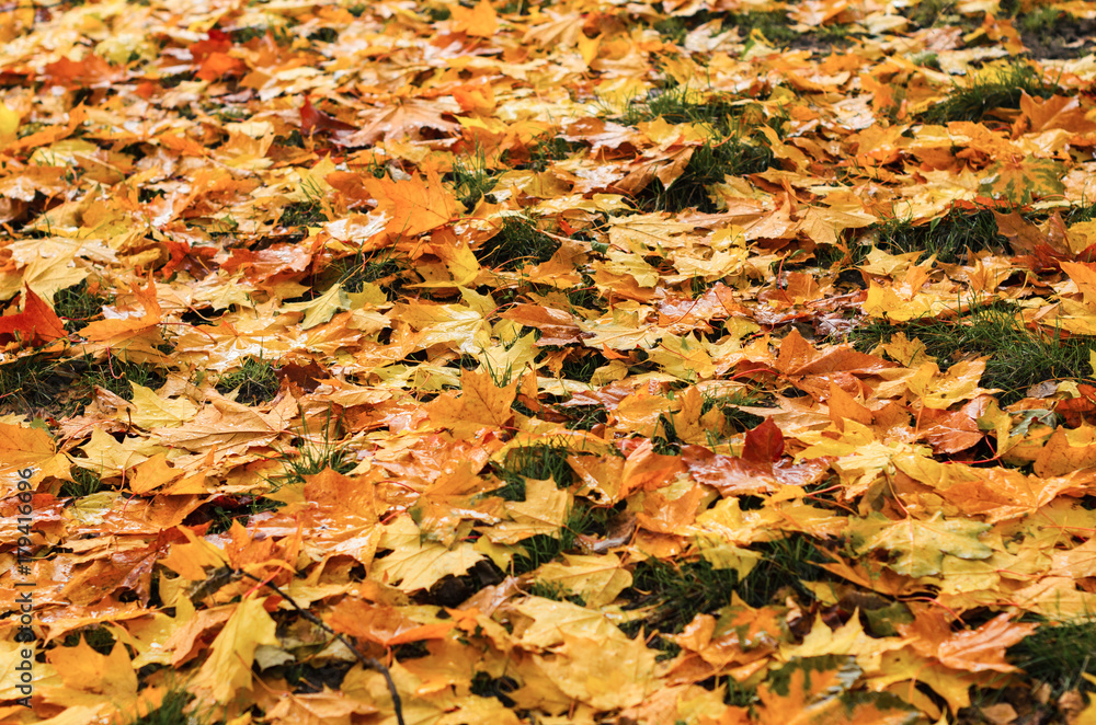 pour colorful autumn background. pour colorful autumn background.