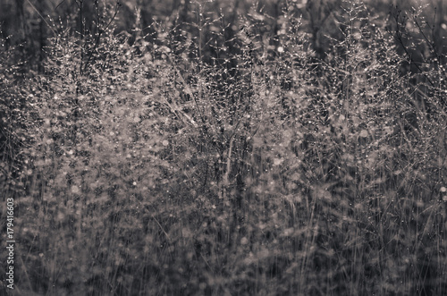 misty morning in autumn in the field. withered grass . kind of loneliness © younnona