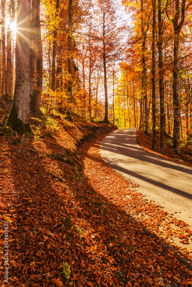 Forest in Autumn, Wamberg, Garmisch Partenkirchen, Bayern, Germany	