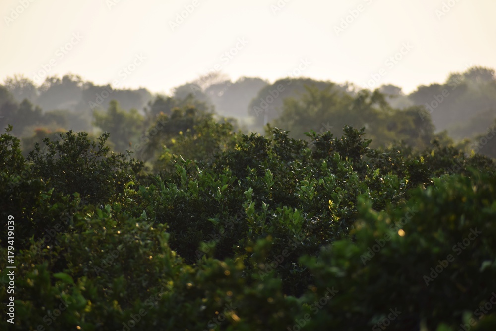 Obraz premium Foggy Forest