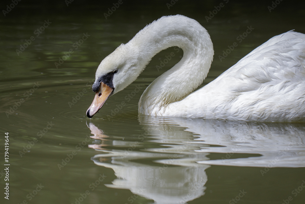 Obraz premium Image of a white swan on water. Wildlife Animals.