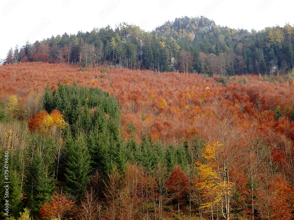 Fototapeta premium Mixed forest at the of autumn, Beautiful autumn mixed forest 