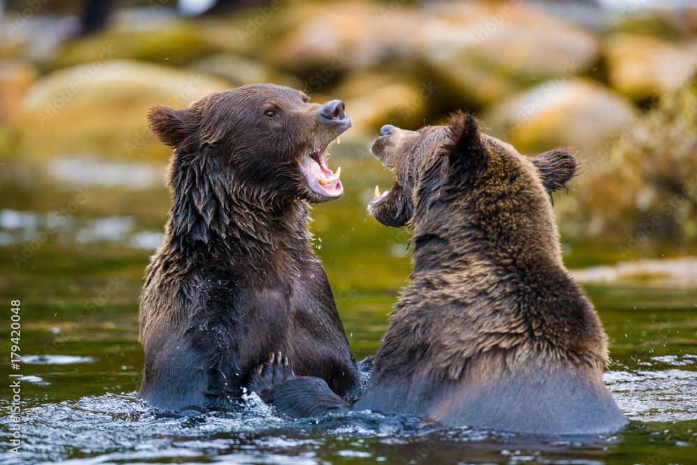 Orso grizzly della costa che pesca salmoni in Canada o Alaska Orso grizzly della costa che pesca salmoni in Canada o Alaska