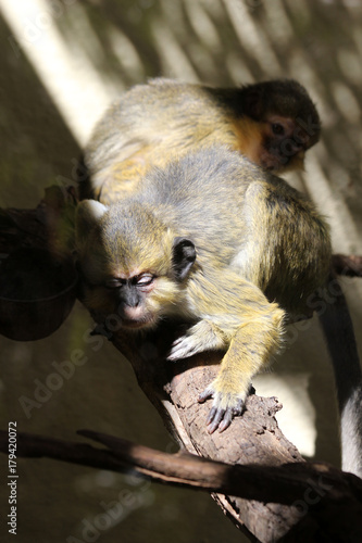 TIERE_2251_Affe_suedliche_Zwergmeerkatze