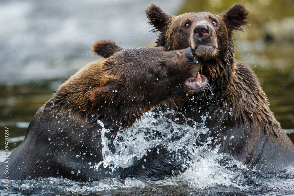 Orso grizzly della costa che pesca salmoni in Canada o Alaska Orso grizzly della costa che pesca salmoni in Canada o Alaska