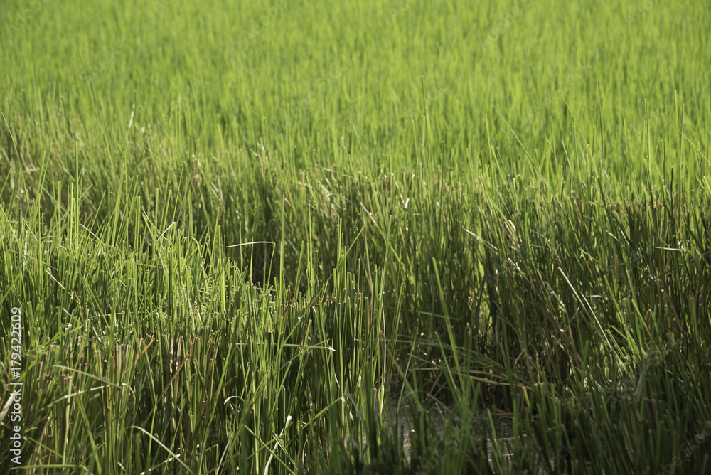 Obraz premium Field of rice in sunny day