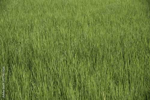 Field of rice in sunny day