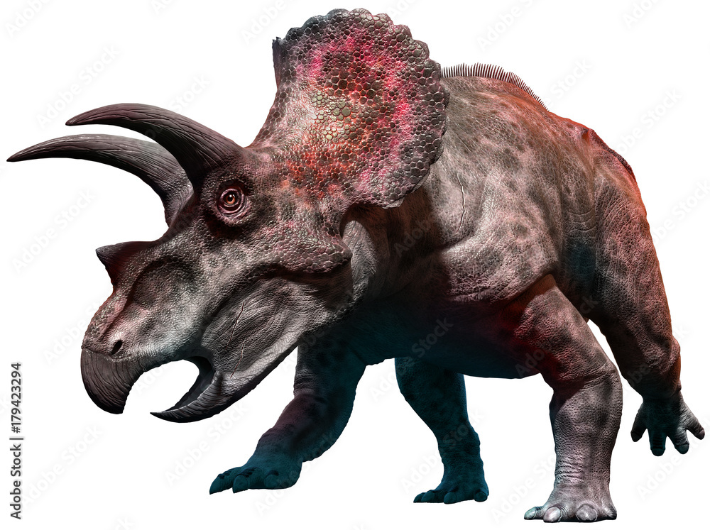 Obraz premium Triceratops 