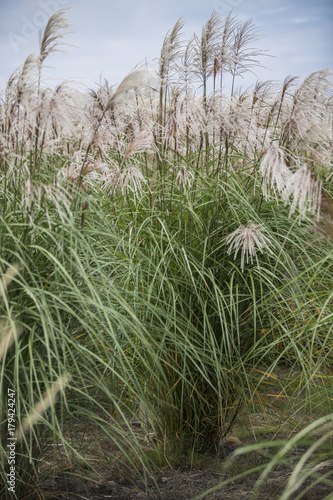 Bild auf Leinwand Ornamental Grass in autumn colorful and big flower bootle brush miscanthus and p