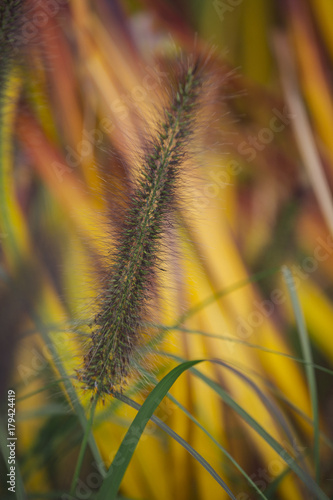 Bild auf Leinwand Ornamental Grass in autumn colorful and big flower bootle brush miscanthus and p