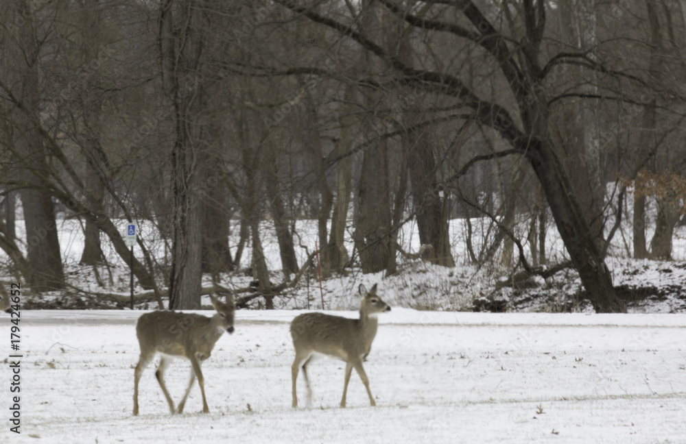 2 deer in field of snow 2 deer in field of snow