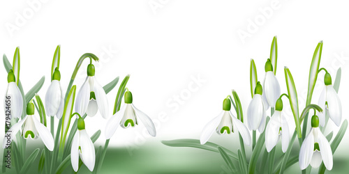 Snowdrop - Galanthus nivalis.
Hand drawn vector illustration of delicate white wildflowers piercing the snow.
