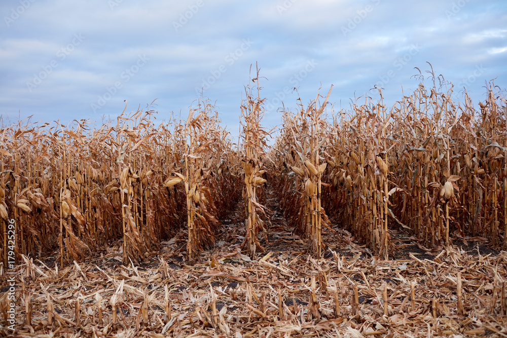 Fototapeta premium Maize field during the fall harvest