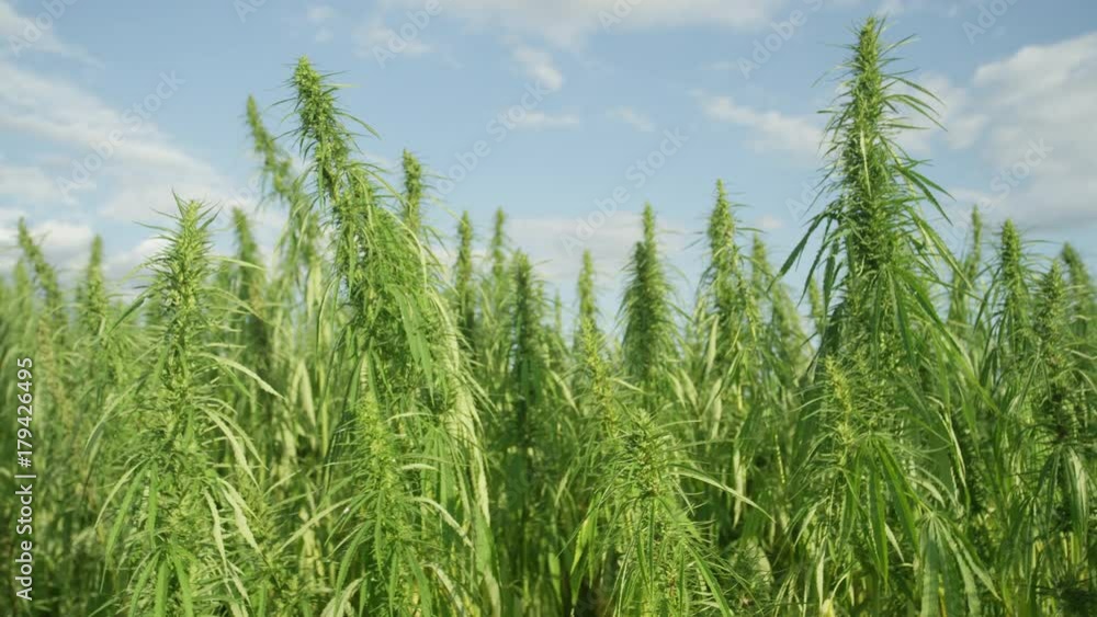 Close up green marijuana plants growing in sunny field Close up green marijuana plants growing in sunny field
