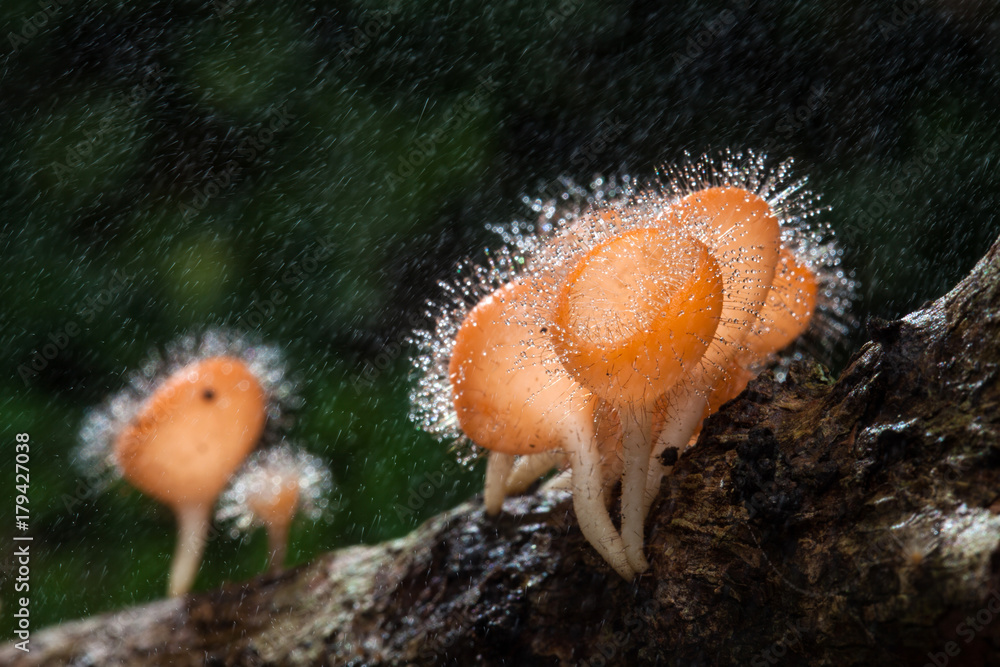 Fungi cup on decay wood with rain, in rainforest of Thailand Fungi cup on decay wood with rain, in rainforest of Thailand
