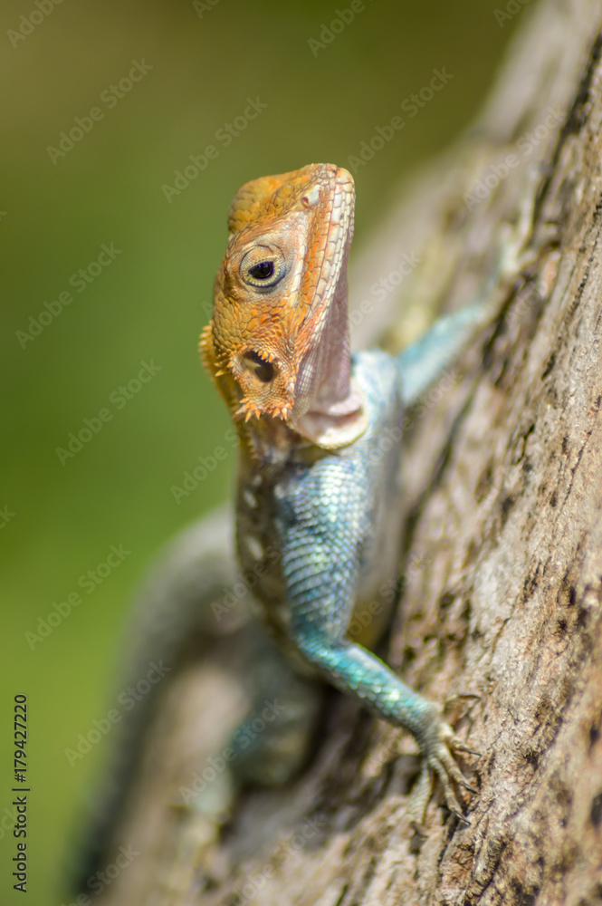 Obraz premium Lizard of all colors on a trunk in a garden of Mombasa in Kenya