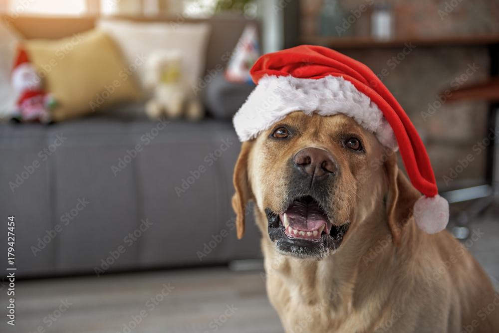 Happy dog celebrating New Year Happy dog celebrating New Year