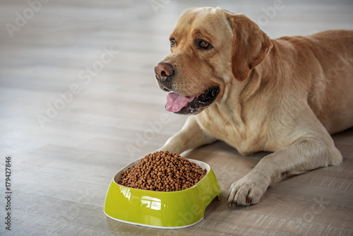 Happy dog tasting delicious meal
